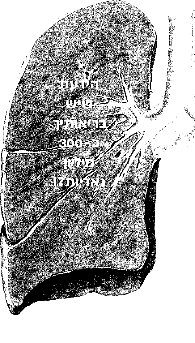 ריאה